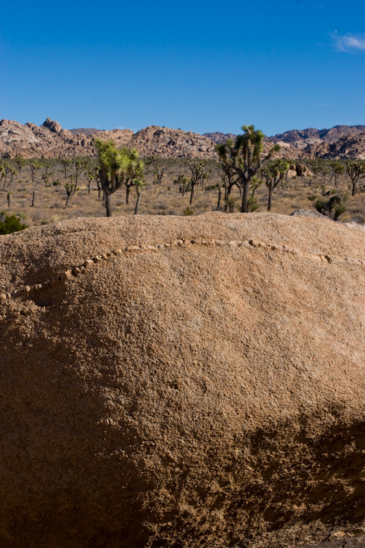 Boulder And Joshua Trees